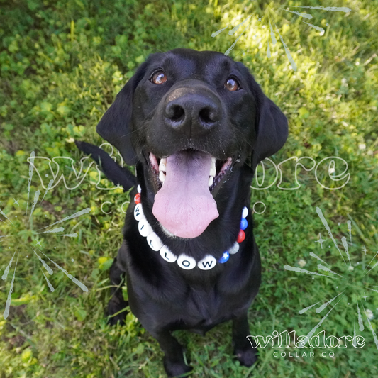 Firecracker Friendship Dog Collar