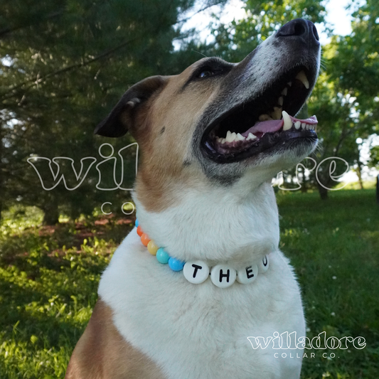 Tropic Friendship Dog Collar