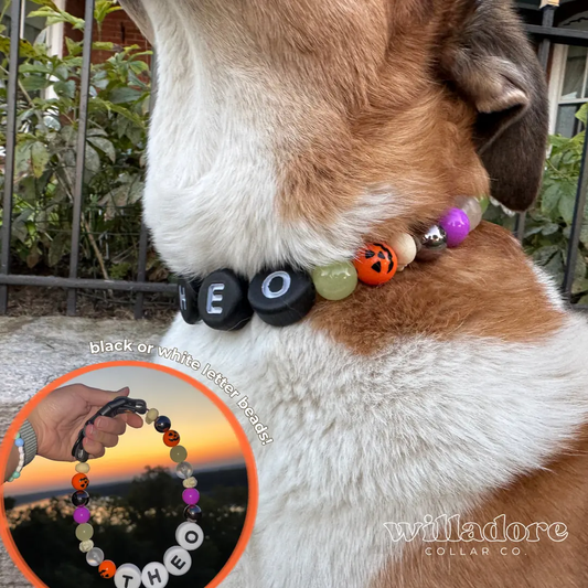 Trick | Specialty Halloween Dog Collar - Willadore Collar Co.