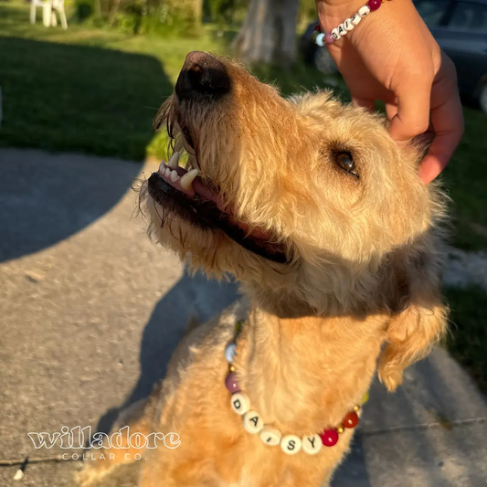Autumn | Jewel Tone Fall Dog Collar - Willadore Collar Co.