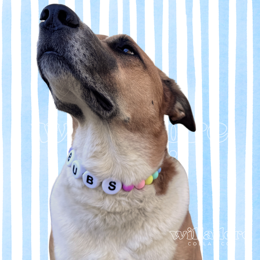 Dog wearing a custom beaded collar with multicolor beads and CUBS name letters, showing a personalized design option for Willadore Collar Co.’s handmade beaded dog collars.