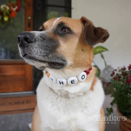 Fi Harvest Collar | Fall Dog Collar - Willadore Collar Co.