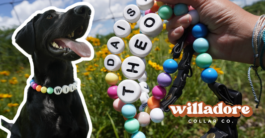How to Choose the Perfect Custom Dog Collar (Complete Guide)