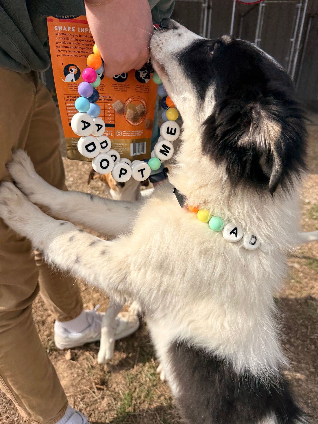 National Adopt a Shelter Pet Day: How Your Purchase Helps a Dog in Need