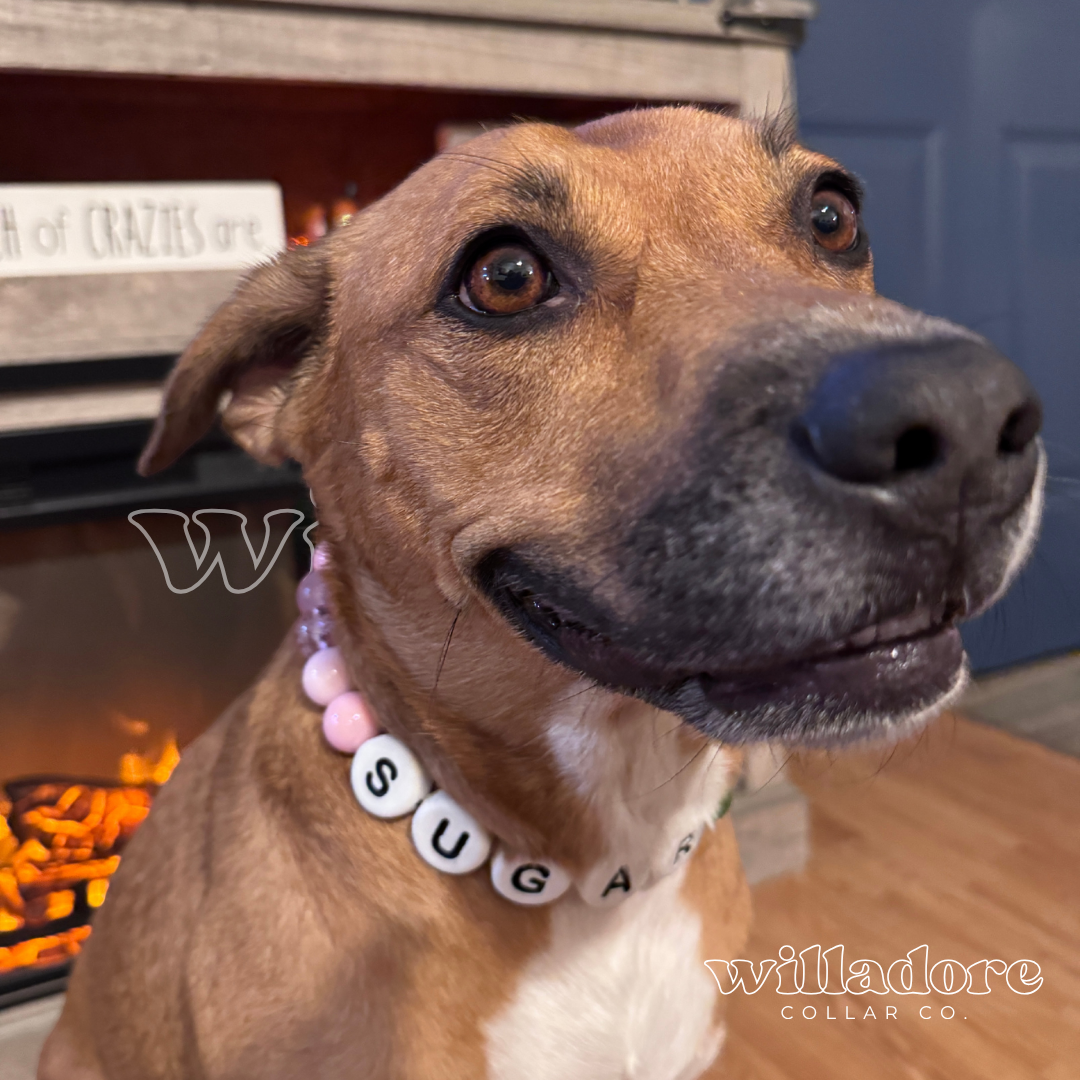 Wicked Dog Friendship Collar