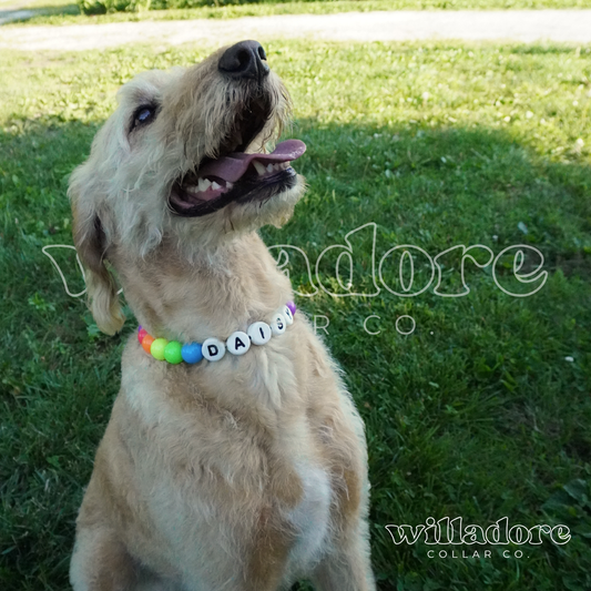 Neon Friendship Dog Collar