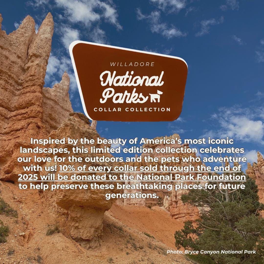 Canyon Dog Friendship Collar