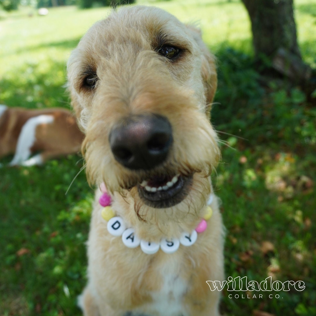 Sunset Dog Friendship Collar