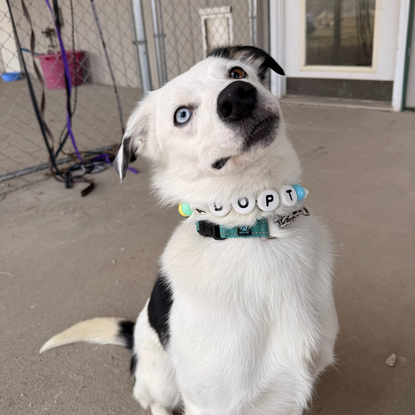 Dog with a beaded dog friendship collar displaying letters that say "ADOPT ME" at an animal shelter.