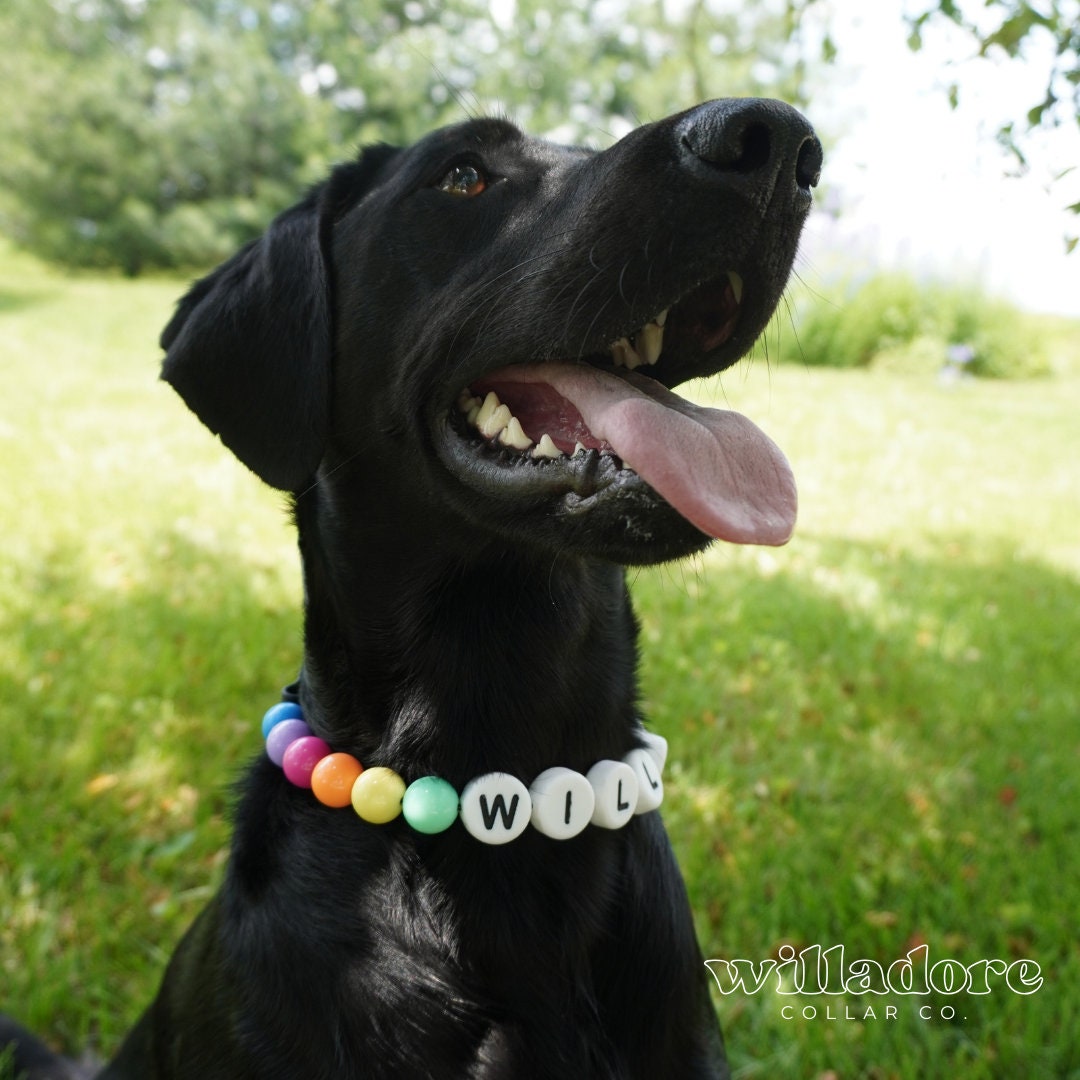 Dog wearing a handmade custom beaded collar with colorful beads and name letters — personalized pet accessory by Willadore