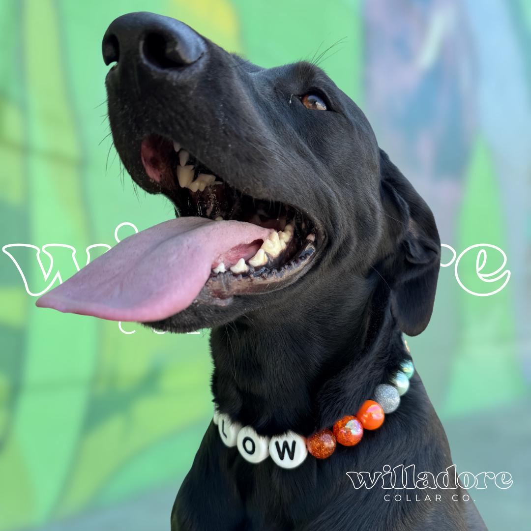 Dog wearing a custom beaded collar with orange beads and Willow name letters, highlighting Willadore Collar Co.’s personalized handmade dog collars.