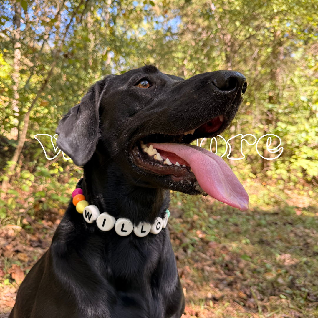 Dog wearing a custom beaded collar with rainbow beads and WILLOW name letters, shown outdoors to highlight Willadore Collar Co.’s handmade personalized dog collars.