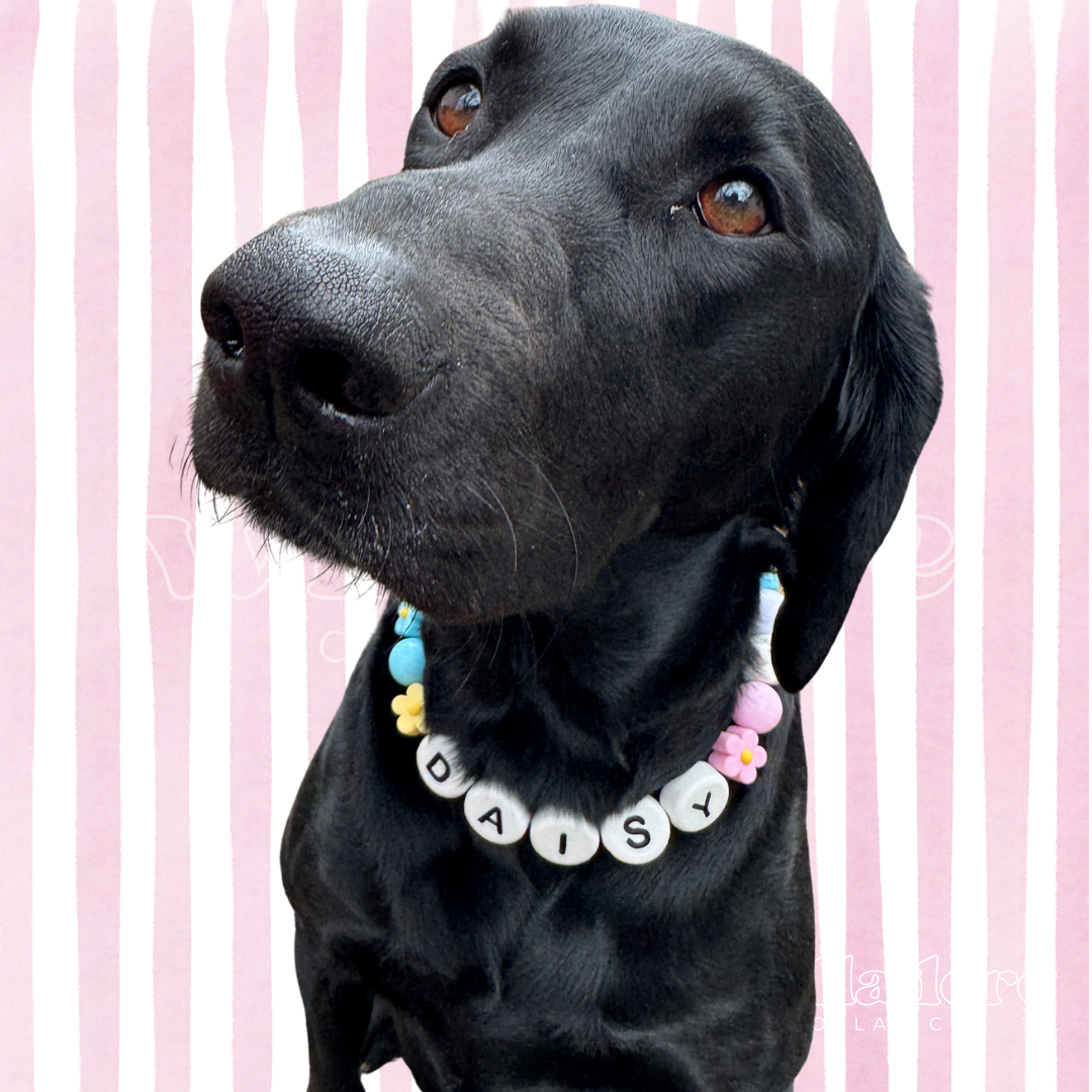 Dog wearing a custom beaded collar with pastel round and flower beads and DAISY name letters, showing a personalized design option for Willadore Collar Co.’s handmade beaded dog collars