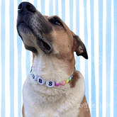 Dog wearing a custom beaded collar with multicolor beads and CUBS name letters, showing a personalized design option for Willadore Collar Co.’s handmade beaded dog collars.