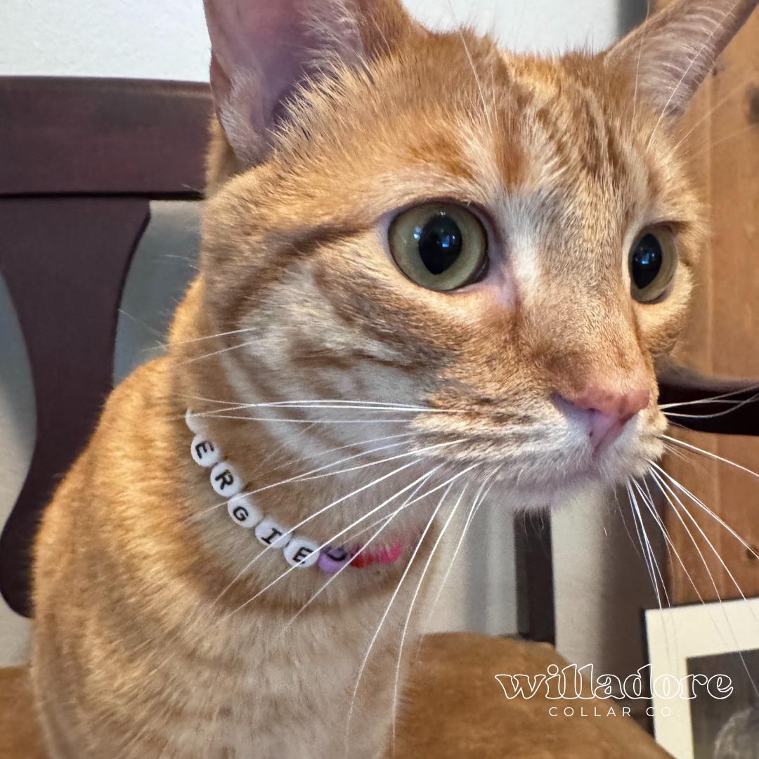 Cat wearing a custom beaded breakaway collar with white beads spelling Fergie, highlighting Willadore Collar Co.’s personalized safety‑focused cat collars