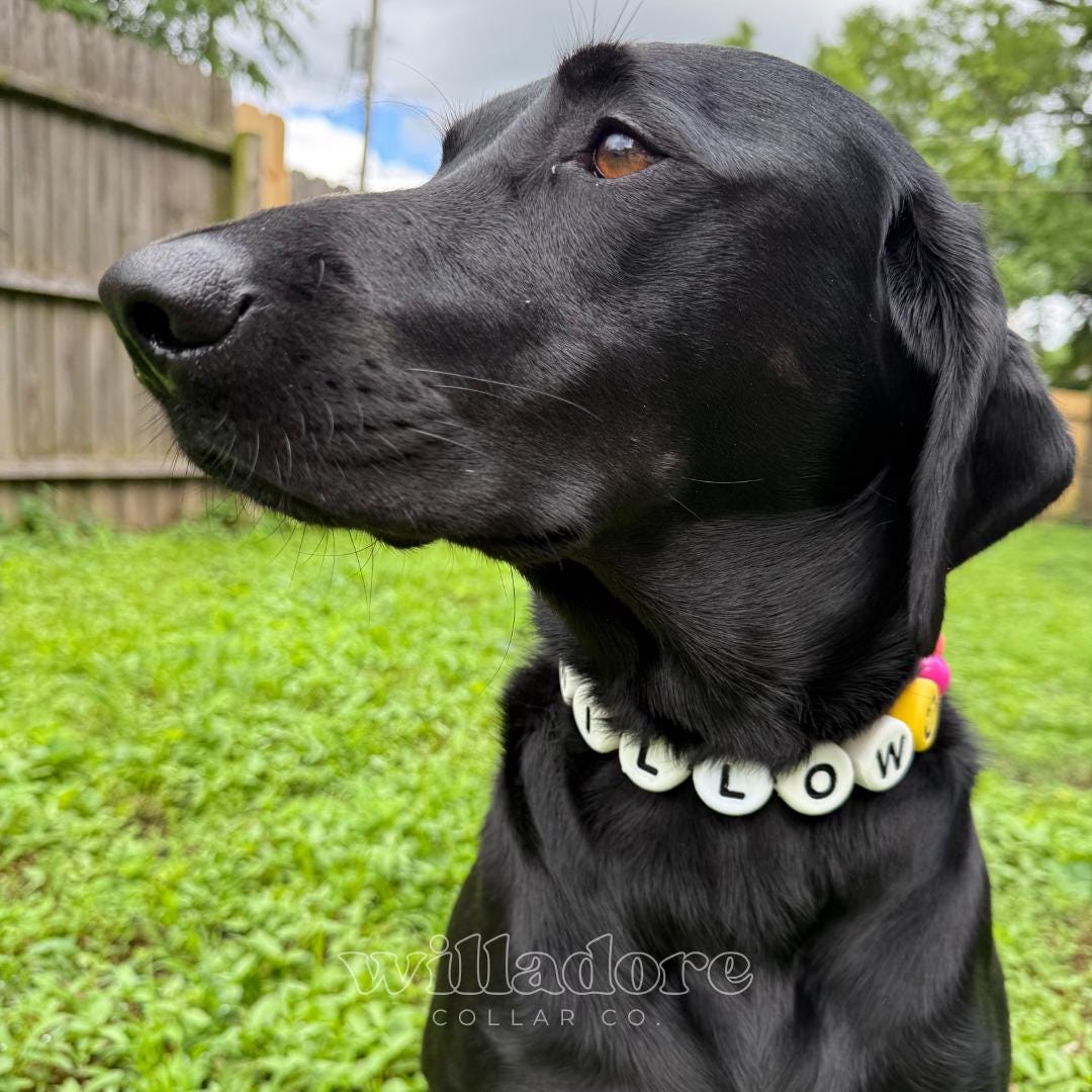 Black dog wearing a white custom beaded dog collar with WILLOW name beads, personalized handmade pet collar by Willadore Collar Co.