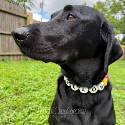Black dog wearing a white custom beaded dog collar with WILLOW name beads, personalized handmade pet collar by Willadore Collar Co.