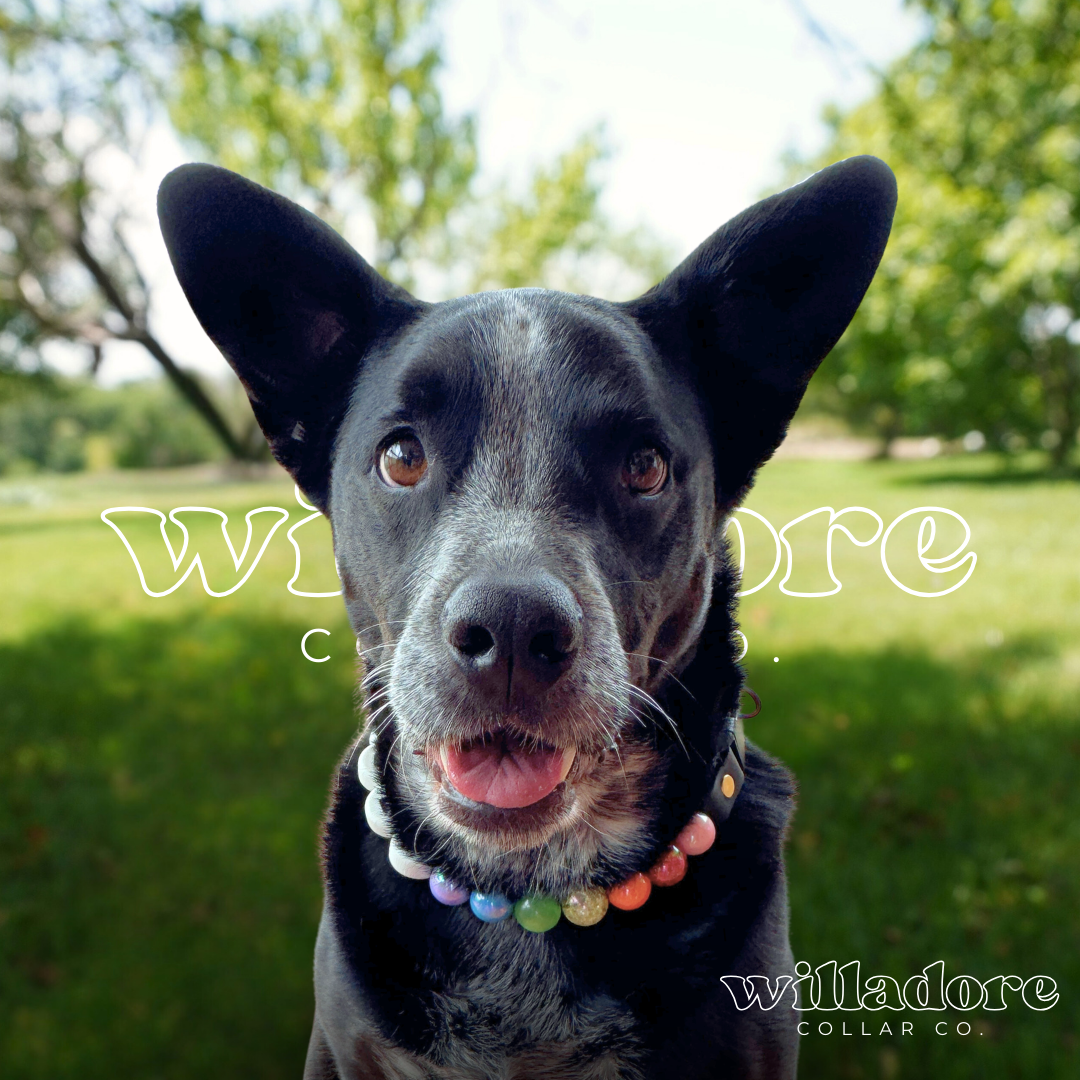 Dog wearing a multicolor beaded dog collar with round rainbow beads, photographed outdoors for Willadore Collar Co.