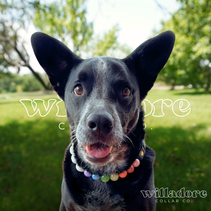 Dog wearing a multicolor beaded dog collar with round rainbow beads, photographed outdoors for Willadore Collar Co.