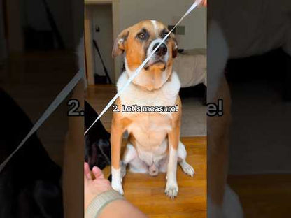 Jingle Dog Friendship Collar